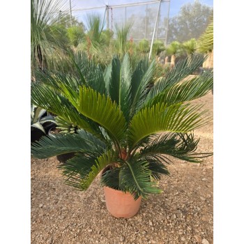 Cycas revoluta 5 lt -5º/-8º